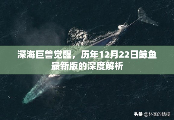 深海巨兽觉醒，鲸鱼最新版的深度解析与观察