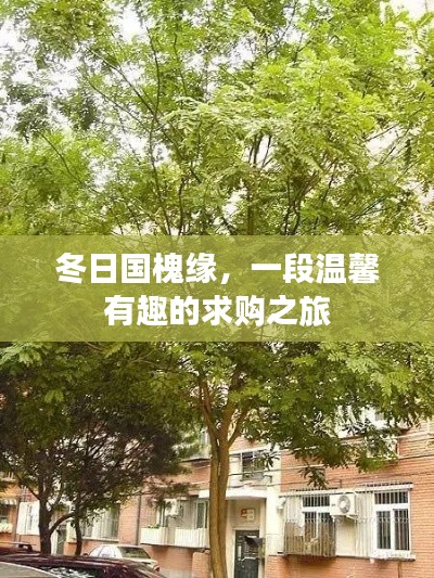 冬日国槐情缘，一场温馨有趣的求购之旅