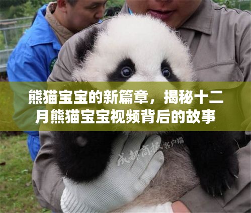 熊猫宝宝新篇章揭秘，十二月视频背后的温馨故事
