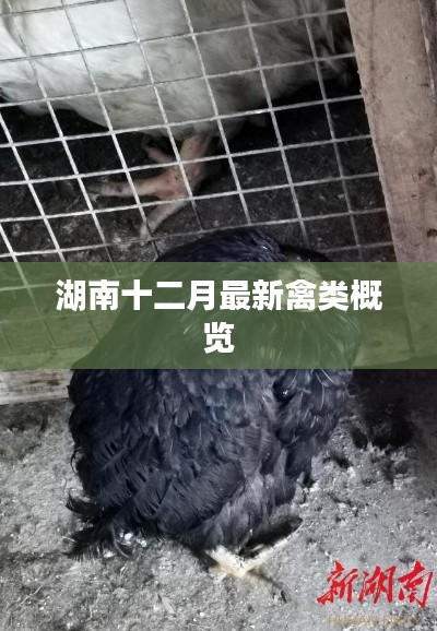 一石三鸟 第2页