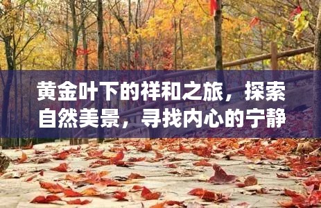 黄金叶下的宁静之旅，自然美景与内心宁静的探寻