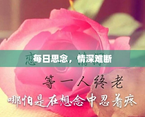 每日思念，情深难断