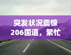 突发状况震惊206国道，繁忙交通中的意外时刻