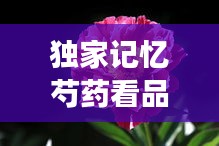 独家记忆芍药看品，独家记忆番外阅读 