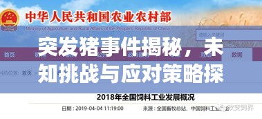 突发猪事件揭秘，未知挑战与应对策略探索