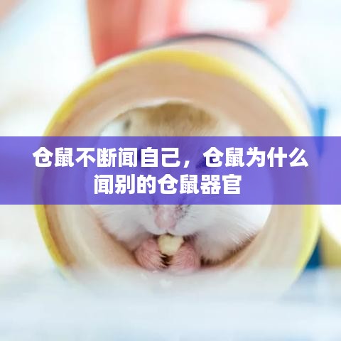 鸟面鹄形 第2页