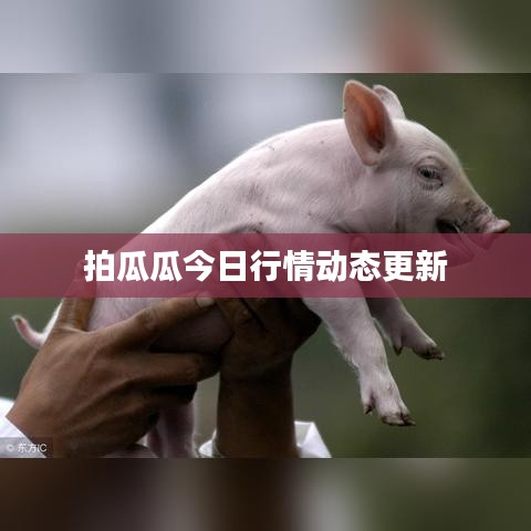 拍瓜瓜今日行情动态更新