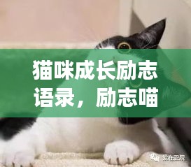 猫咪成长励志语录，励志喵星人的成长箴言
