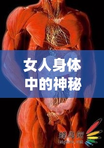 女人身体中的神秘旋律，月经探索之旅