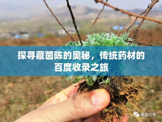 衣无二彩 第2页