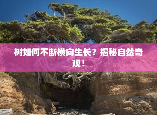 树如何不断横向生长？揭秘自然奇观！