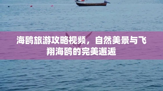 海鸥旅游攻略视频，自然美景与飞翔海鸥的完美邂逅