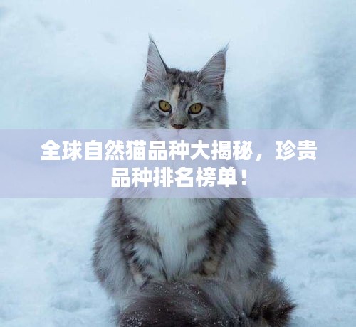 全球自然猫品种大揭秘，珍贵品种排名榜单！
