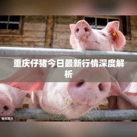 重庆仔猪今日最新行情深度解析