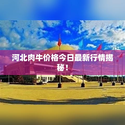 河北肉牛价格今日最新行情揭秘！