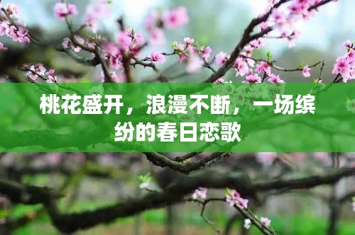 桃花盛开，浪漫不断，一场缤纷的春日恋歌