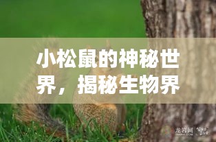 小松鼠的神秘世界，揭秘生物界的小精灵！