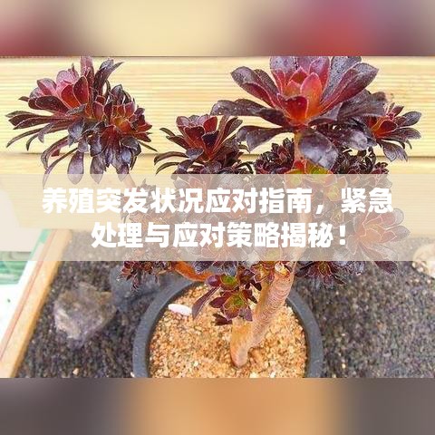 养殖突发状况应对指南，紧急处理与应对策略揭秘！