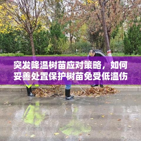 突发降温树苗应对策略，如何妥善处置保护树苗免受低温伤害？