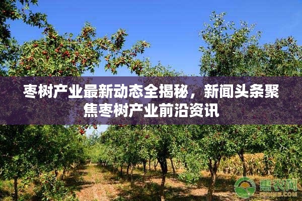 枣树产业最新动态全揭秘，新闻头条聚焦枣树产业前沿资讯