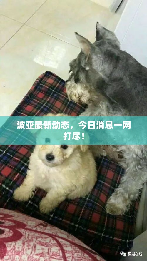 波亚最新动态，今日消息一网打尽！
