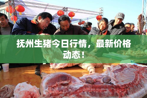 抚州生猪今日行情，最新价格动态！