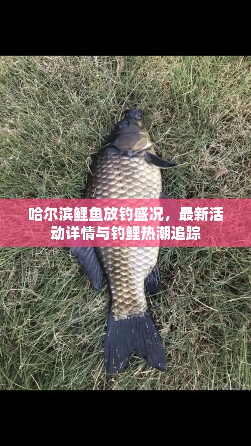 哈尔滨鲤鱼放钓盛况，最新活动详情与钓鲤热潮追踪