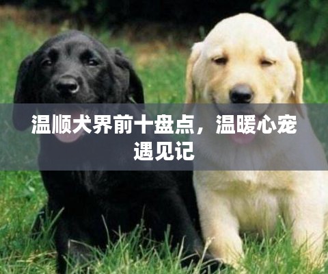 温顺犬界前十盘点，温暖心宠遇见记