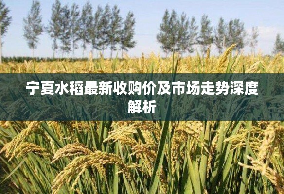 宁夏水稻最新收购价及市场走势深度解析