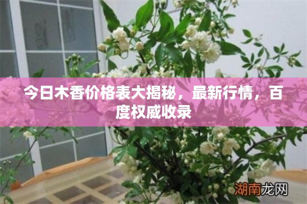 今日木香价格表大揭秘，最新行情，百度权威收录