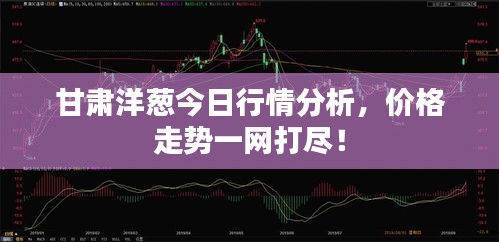 甘肃洋葱今日行情分析，价格走势一网打尽！