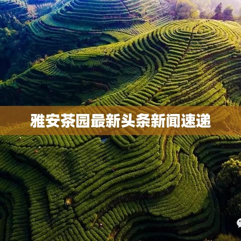 雅安茶园最新头条新闻速递