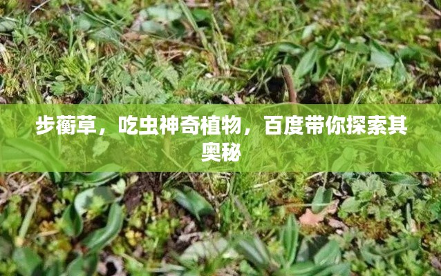 步蘅草，吃虫神奇植物，百度带你探索其奥秘