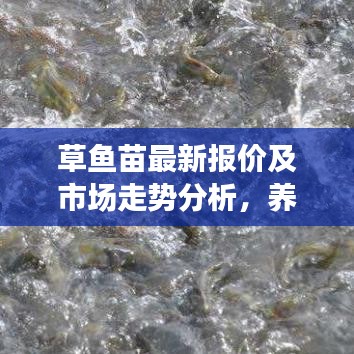 草鱼苗最新报价及市场走势分析，养殖前景展望
