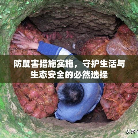 防鼠害措施实施，守护生活与生态安全的必然选择