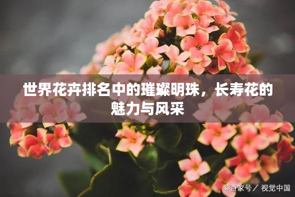 世界花卉排名中的璀璨明珠，长寿花的魅力与风采