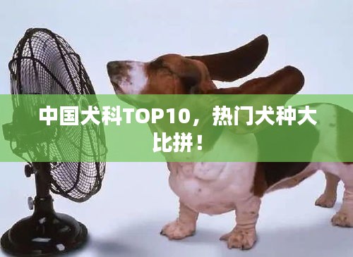 中国犬科TOP10，热门犬种大比拼！