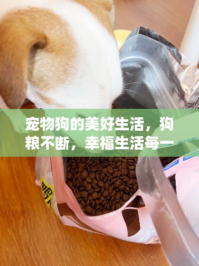 宠物狗的美好生活，狗粮不断，幸福生活每一天