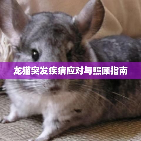 龙猫突发疾病应对与照顾指南