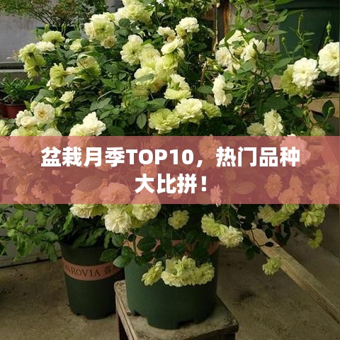 狗尾续貂