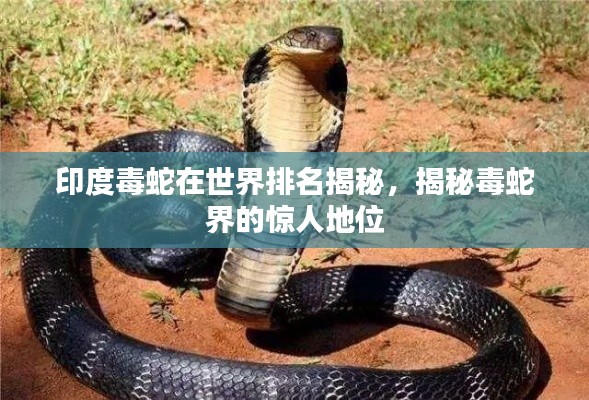 印度毒蛇在世界排名揭秘，揭秘毒蛇界的惊人地位