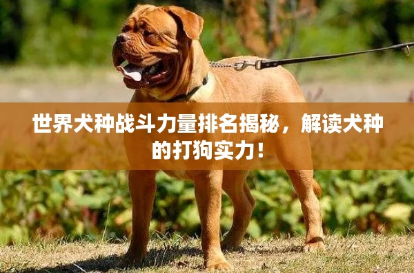 世界犬种战斗力量排名揭秘，解读犬种的打狗实力！